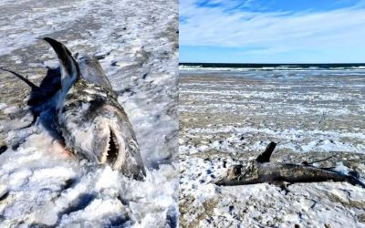 Hallan un tiburón gigante congelado en la playa de Cabo Cod en Massachusetts