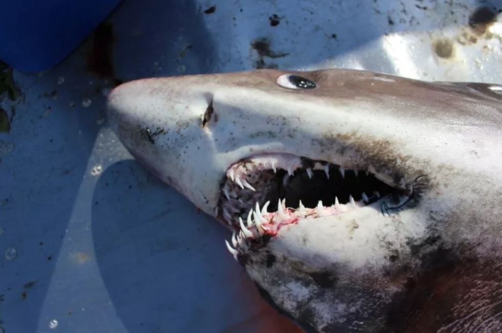 El tiburón tigre de arena de dientes pequeños que quedó varado en la costa de España. Poco se sabe acerca de esta rara y escurridiza especie