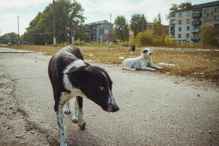 Grupo de perros en una zona de Chernobil