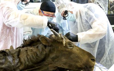 Hallan antiguo bisonte muy bien conservado en el permafrost. Científicos quieren clonarlo