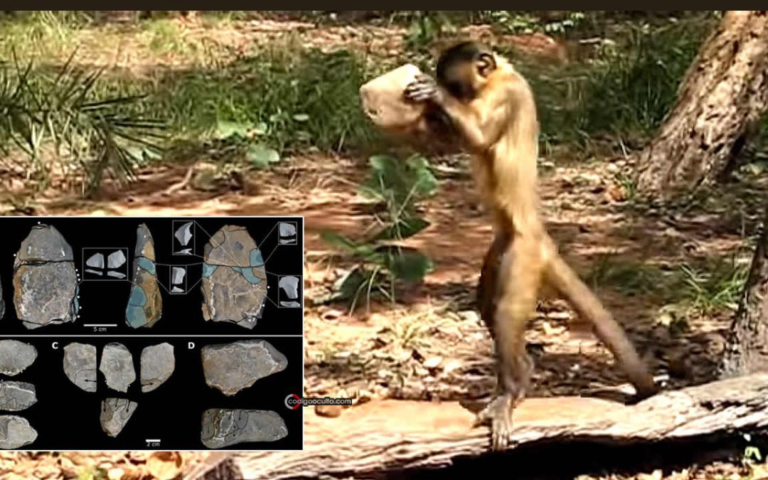 ¿La arqueología está equivocada? Algunas herramientas de piedra pueden haber sido fabricadas por monos