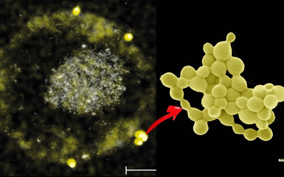 La sorprendente bacteria que “come” metales pesados y expulsa oro
