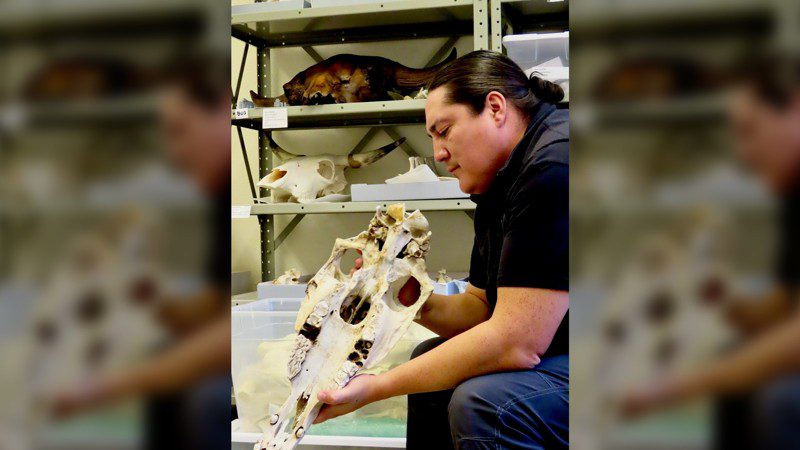 El coautor del estudio, el arqueólogo lakota Chance Ward, echa un vistazo a las colecciones de referencia de caballos dentro del Laboratorio de Arqueozoología del Museo de Historia Natural de la University Colorado Boulder