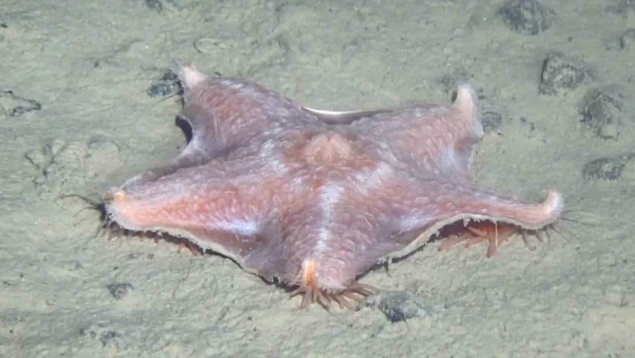 Una rara estrella de mar de aguas profundas (Hymenaster), que podría haber sido descubierta por primera vez durante la expedición Galathea de la década de 1950, no se había vuelto a ver hasta ahora