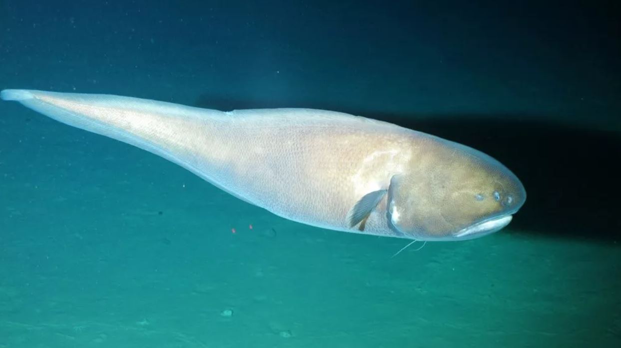 Una gran anguila brosmio de 1 metro de largo vista a 6.500 metros bajo el nivel del mar