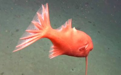 Observan extrañas criaturas marinas en una de las fosas más profundas del mundo