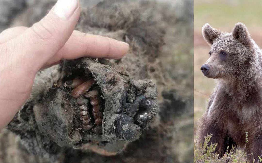 Descubren un oso momificado de 3.500 años en el permafrost en Siberia