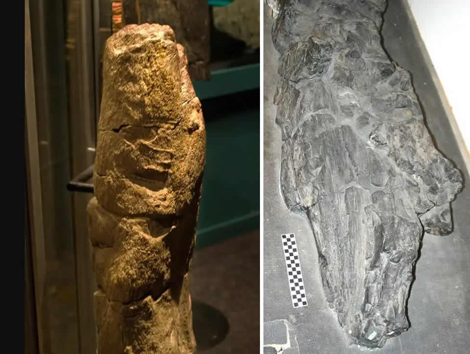Izquierda: Fósil de prototaxites en el Museo Royal Tyrrell de Canadá. Derecha: Fósil de prototaxites encontrado en Moroe, Nueva York
