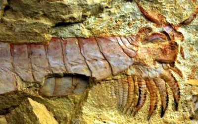 Descubierta una criatura marina de 500 millones de años con extremidades debajo de la cabeza