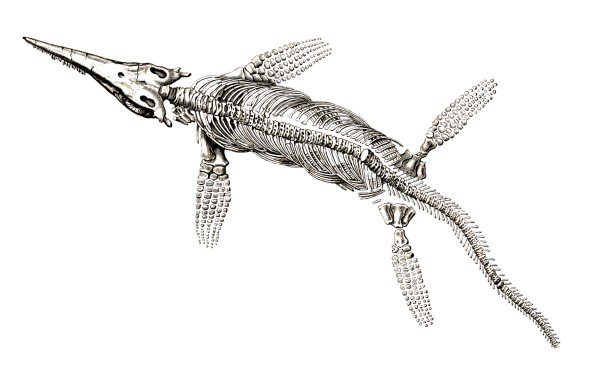 Diseño del fósil de un ictiosaurio