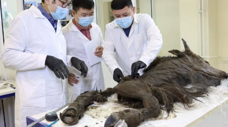 Los investigadores se paran alrededor del bisonte durante la necropsia