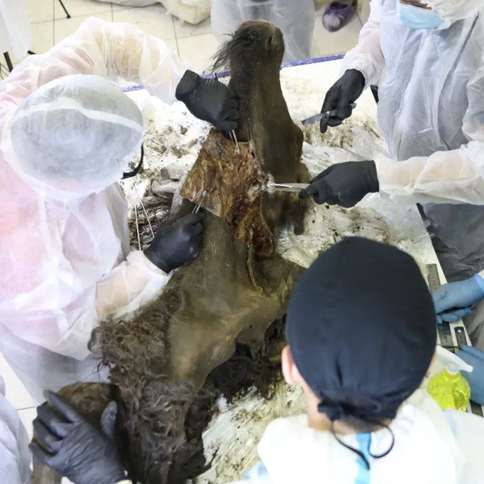 Investigadores realizando una necropsia a un bisonte