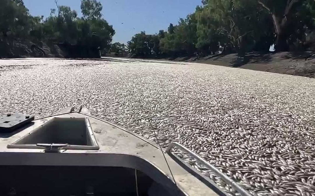 Millones de peces muertos aparecen en un río de Australia