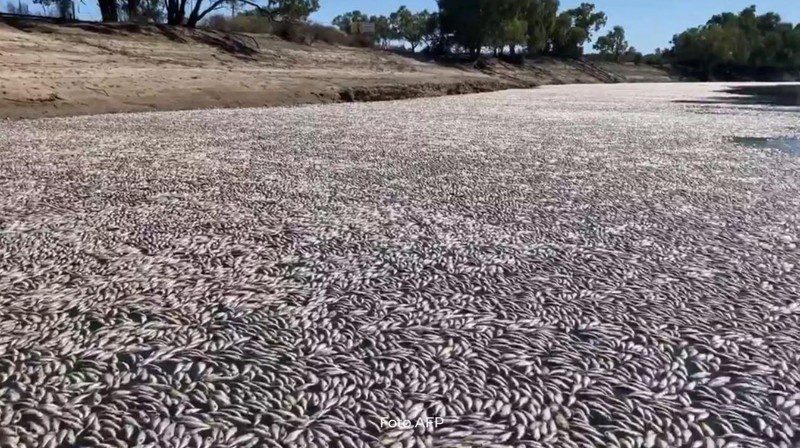 Millones de peces muertos en un río en Australia