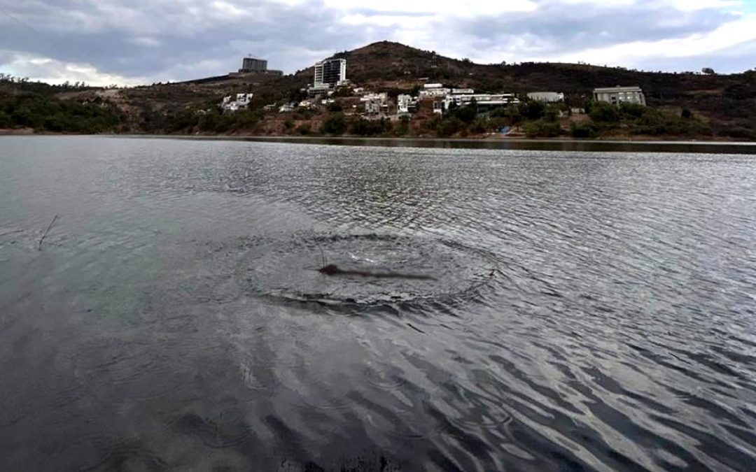 “Monstruo del lago” es captado en fotografía en la represa Madin en México