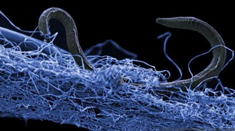 Este nematodo no identificado fue encontrado en el fondo de una mina de oro en Sudáfrica, a unos 1.4 kilómetros bajo la superficie