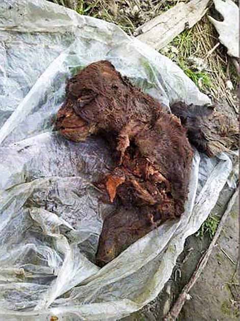 Un cachorro de oso de la edad de hielo encontrado en el continente yakutia