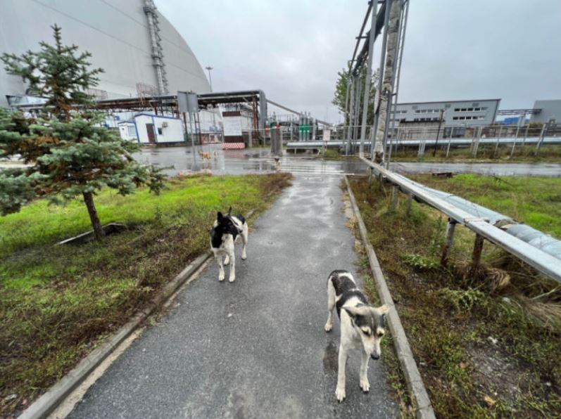 Perros de Chernóbil que viven fuera de la Nueva Estructura de Confinamiento Seguro, que fue construida para contener la radiactividad de la explosión del reactor cuatro