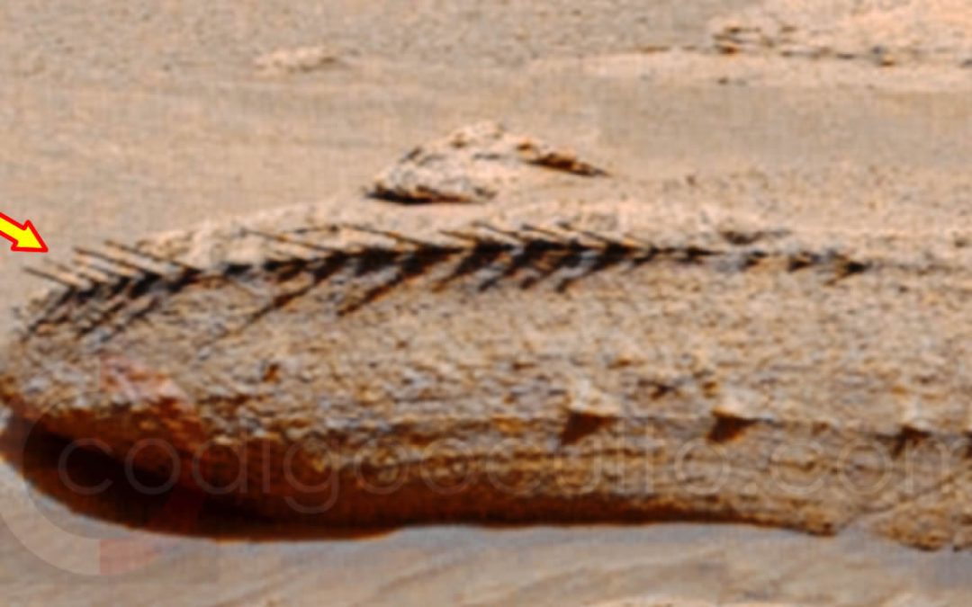 ¿Es esto un fósil hallado en Marte? NASA da una respuesta a este extraño hallazgo