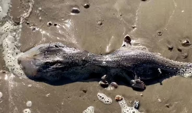La extraña criatura fue encontrada en una playa de Reino Unido