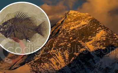 Criaturas marinas fosilizadas fueron descubiertas en la cima del Monte Everest