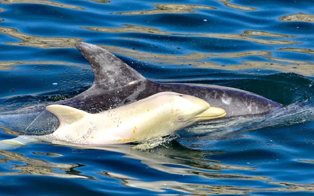 Observado un delfín albino extremadamente raro en África, posiblemente por primera vez en la historia