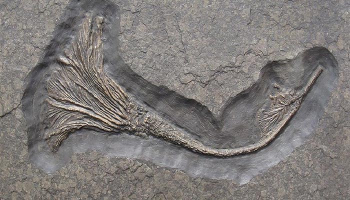 Fósil de lirio marino como los que se encontraron en la cima del Everest
