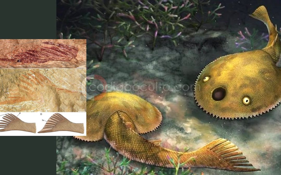 Descubierto fósil de pez prehistórico con nueve colas en China