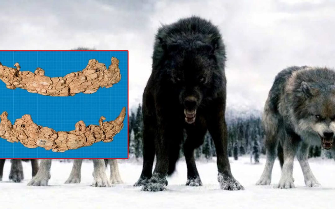 Hallado fósil de “Lobo Gigante” de la Edad de Hielo en Canadá