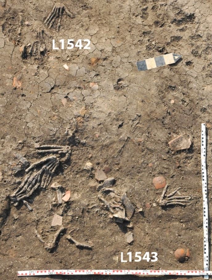 Once manos derechas fueron encontradas enterradas en dos de los pozos, L1542 y L1543