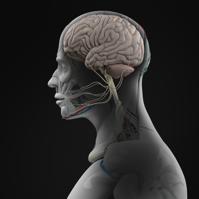 Representación de un cerebro humano.