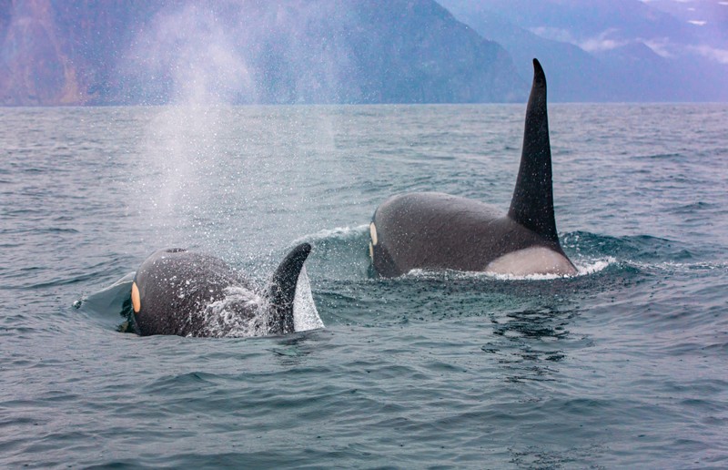 Grupo de orcas