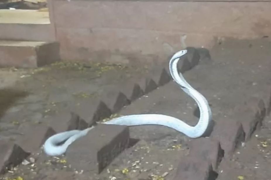 Una cobra india albina fue retirada de una vivienda en Coimbatore, al sur de la India. El veneno de esta serpiente es muy tóxico para el ser humano y puede causarle la muerte