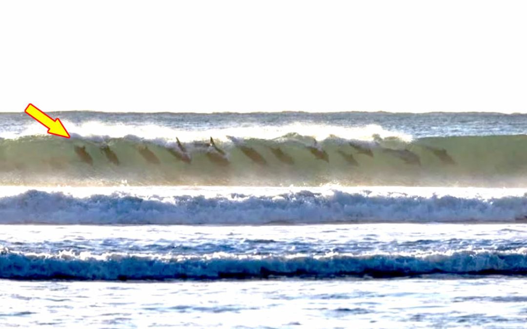 Una manada de delfines es vista “surfeando” una ola en increíble sincronía