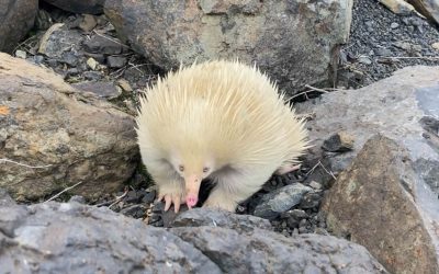 Avistan un equidna blanco extremadamente raro en las calles de una ciudad australiana