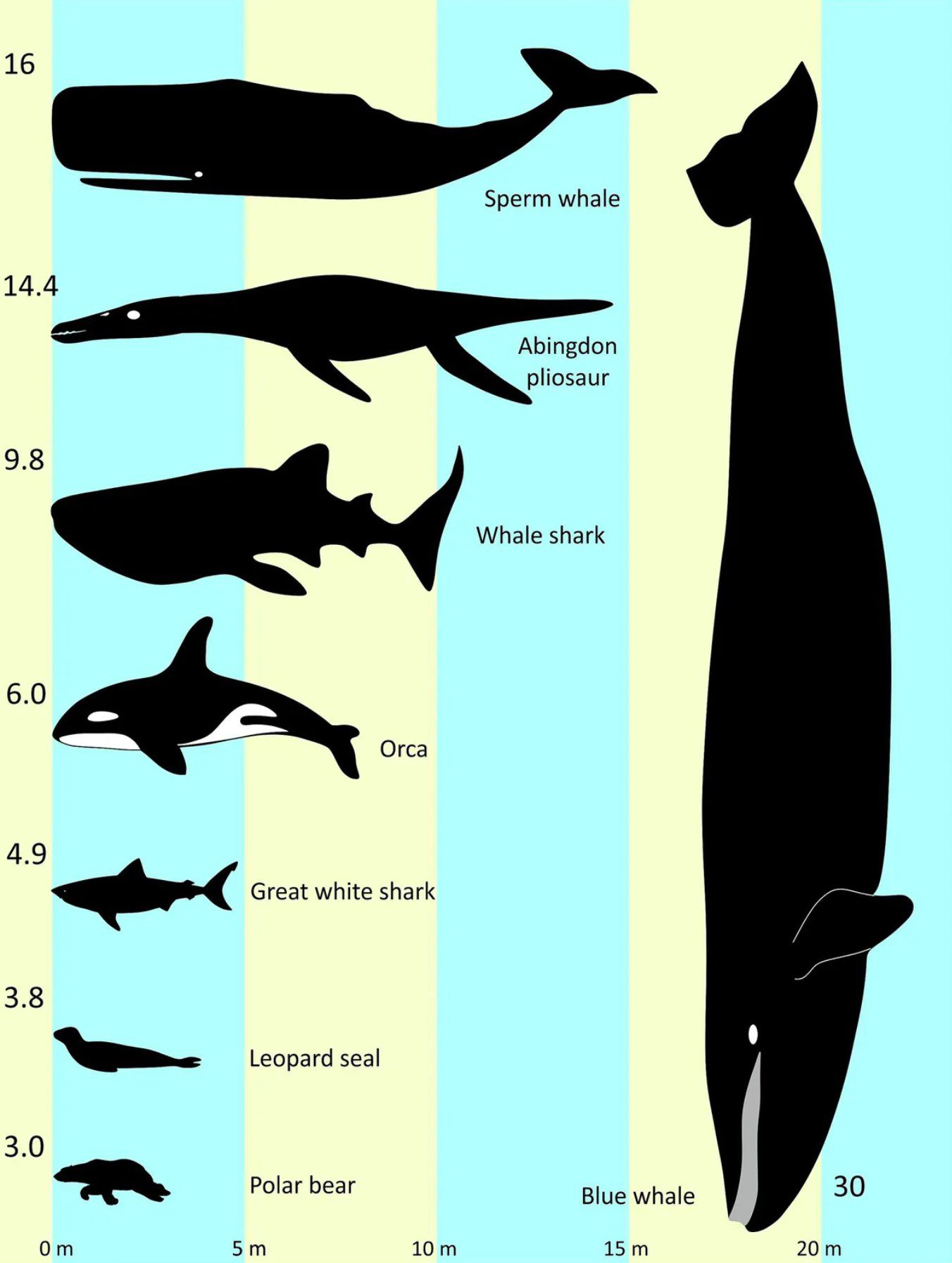 El tamaño no siempre importa, pero la nueva especie de pliosaurio era particularmente grande, especialmente en comparación con las especies marinas existentes