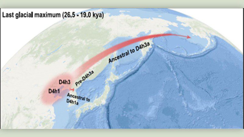 Durante el último máximo glacial (hace 26. 500 a 19. 000 años), los humanos de la edad de hielo con el linaje materno d4h3a abandonaron asia y probablemente cruzaron el puente terrestre de bering hacia américa del norte.