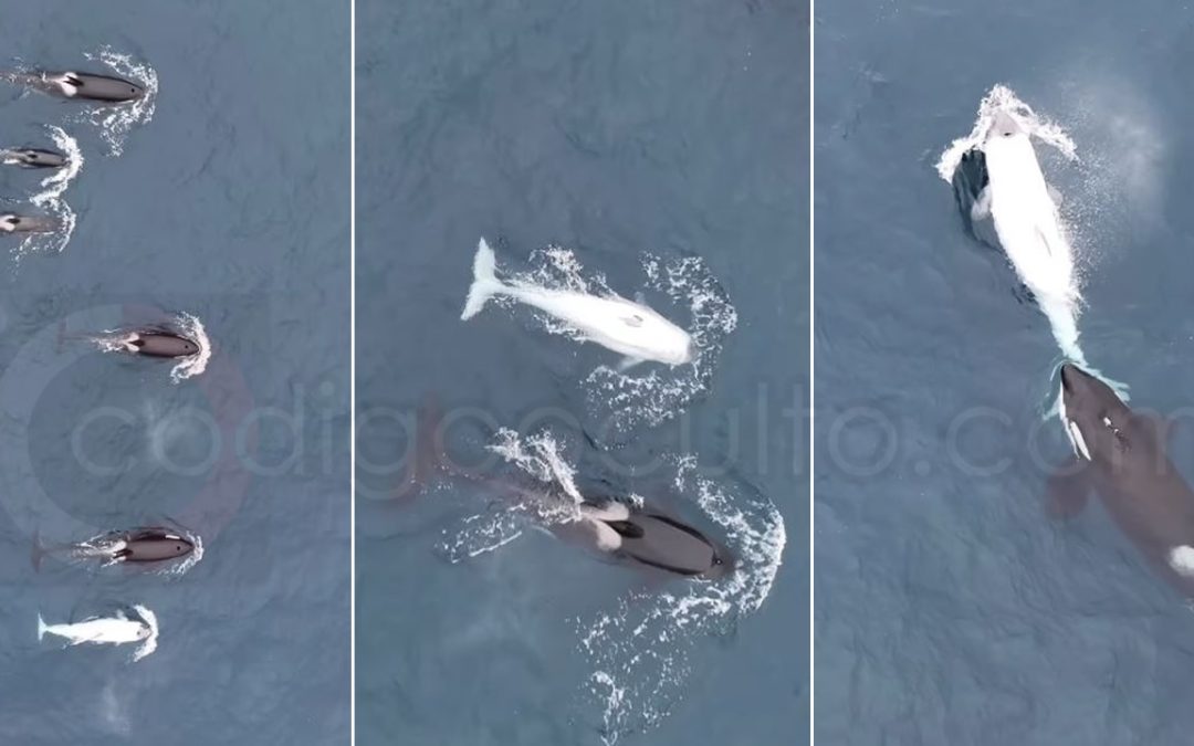 Hombre se encuentra con una “orca blanca” poco común en la costa de California