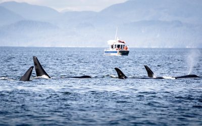Orcas están hundiendo embarcaciones frente a costas europeas, y la “venganza” sería la razón