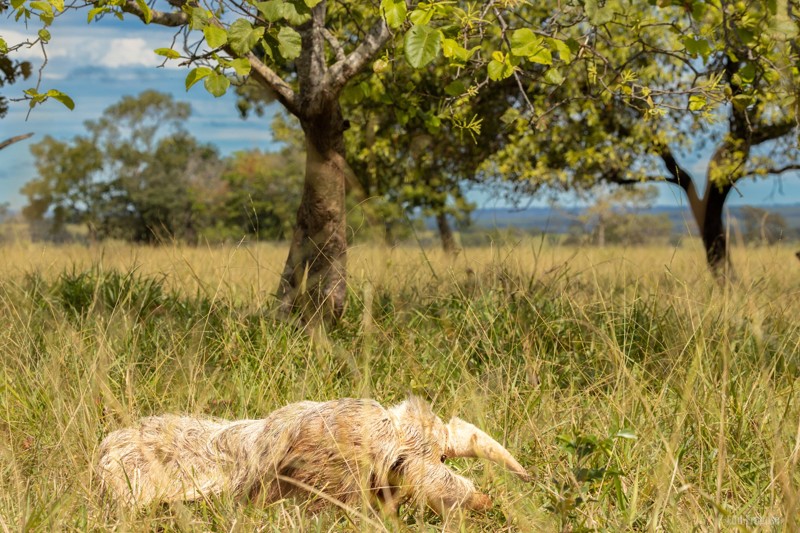 Alvinho, el raro oso hormiguero albino visto en Brasil