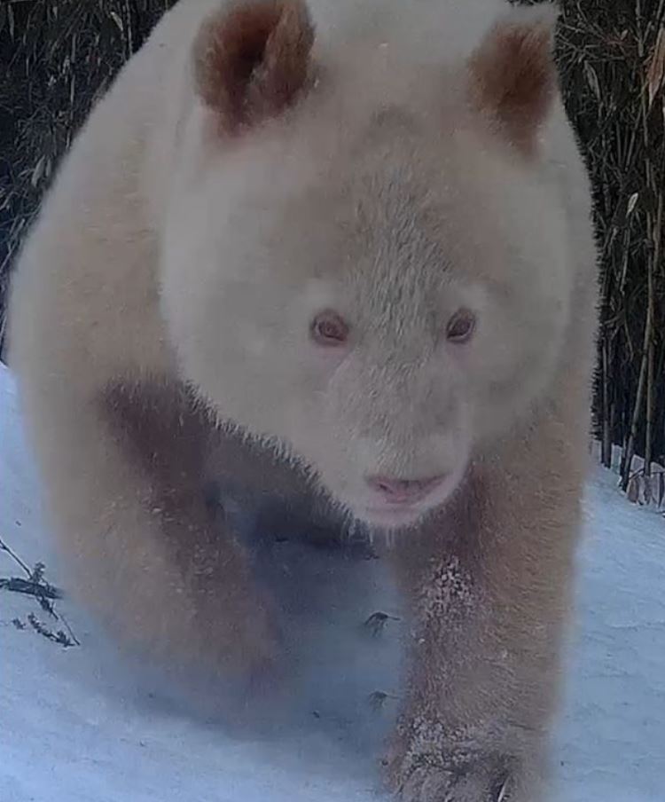El oso panda está siendo monitoreado de cerca por expertos en la reserva