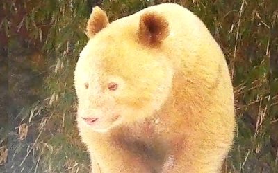 Observan un oso panda albino, posiblemente único en su especie en estado salvaje