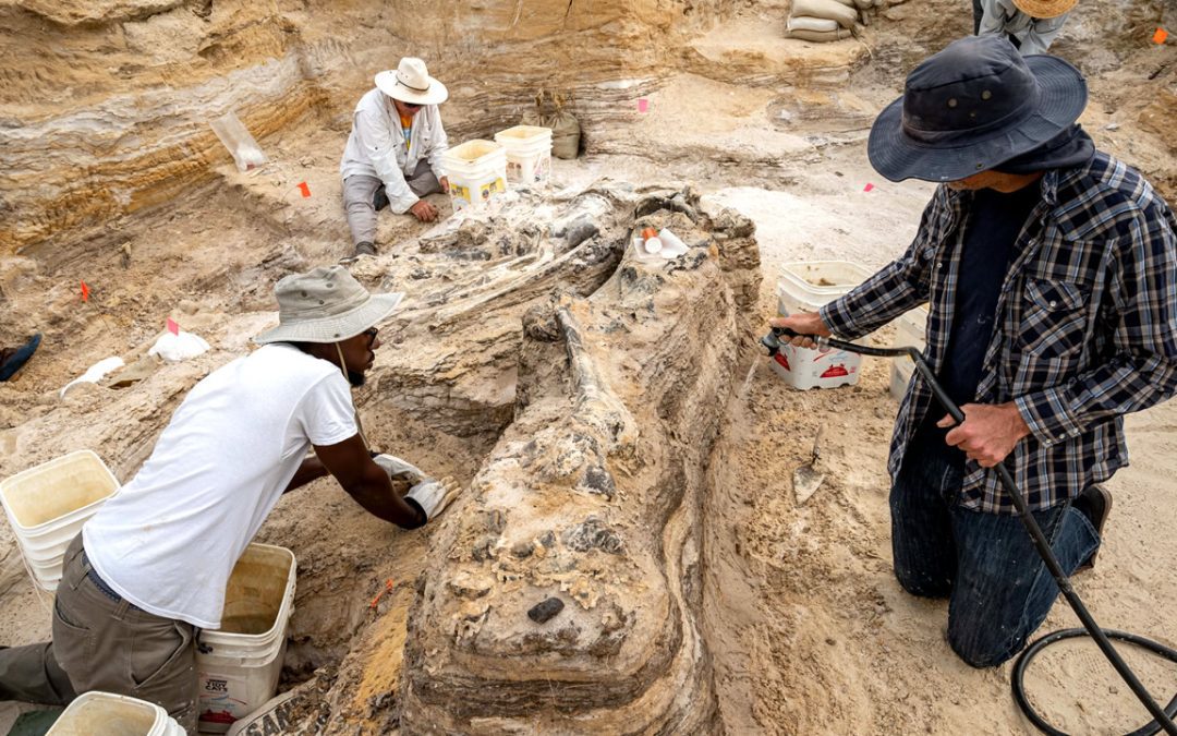 Descubren un cementerio de elefantes de casi 6 millones de años en Florida