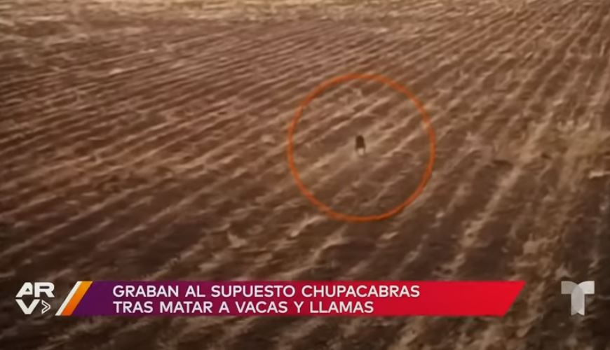 ¿Se grabó en video un chupacabras en Bolivia?