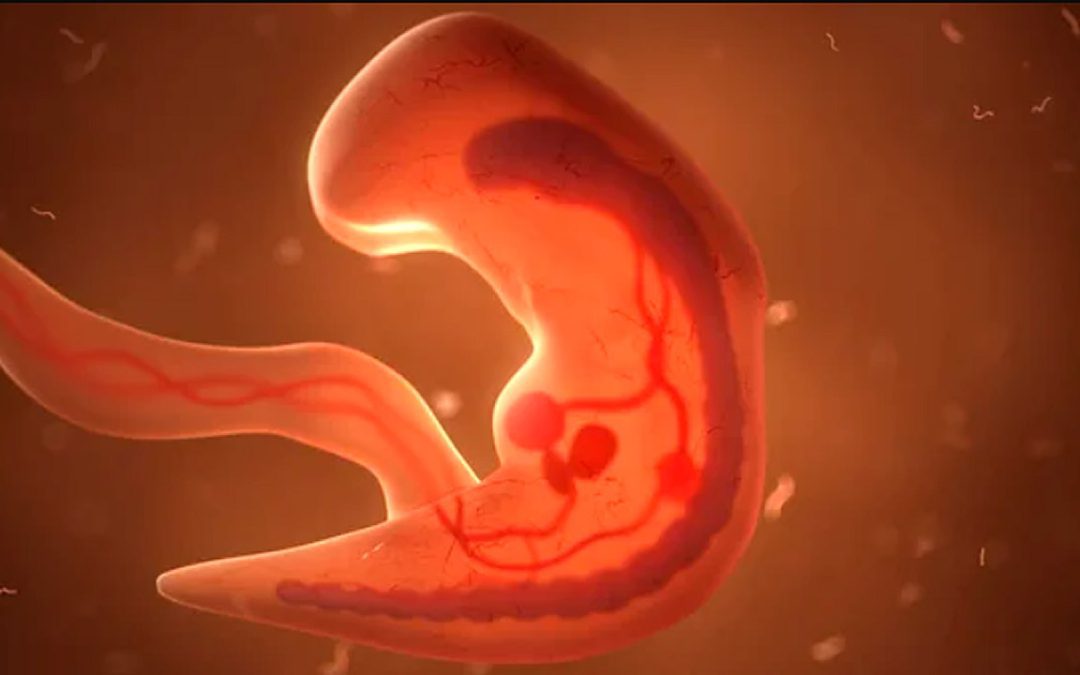Científicos crean embriones humanos sintéticos en un avance “pionero” y polémico