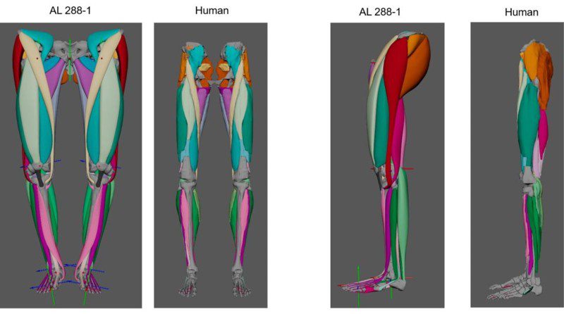 El modelado reveló que las piernas de lucy eran mucho más musculosas que las de un humano moderno y más similares en constitución a las de un bonobo.