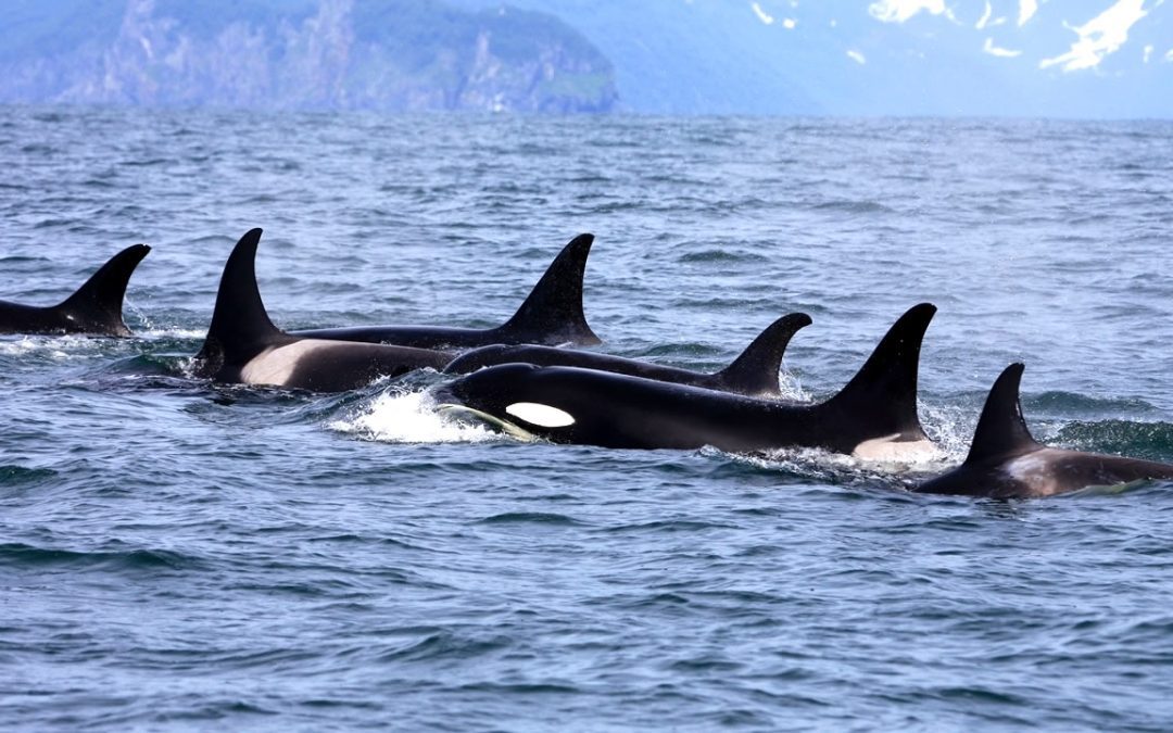 Orcas atacan un yate en el Estrecho de Gibraltar y destruyen sus timones