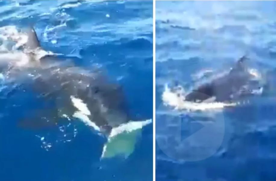 Captura de imágenes de video muestran a orcas emboscando un bote frente a la costa sur de España en abril. Fueron específicamente tras los timones del barco.