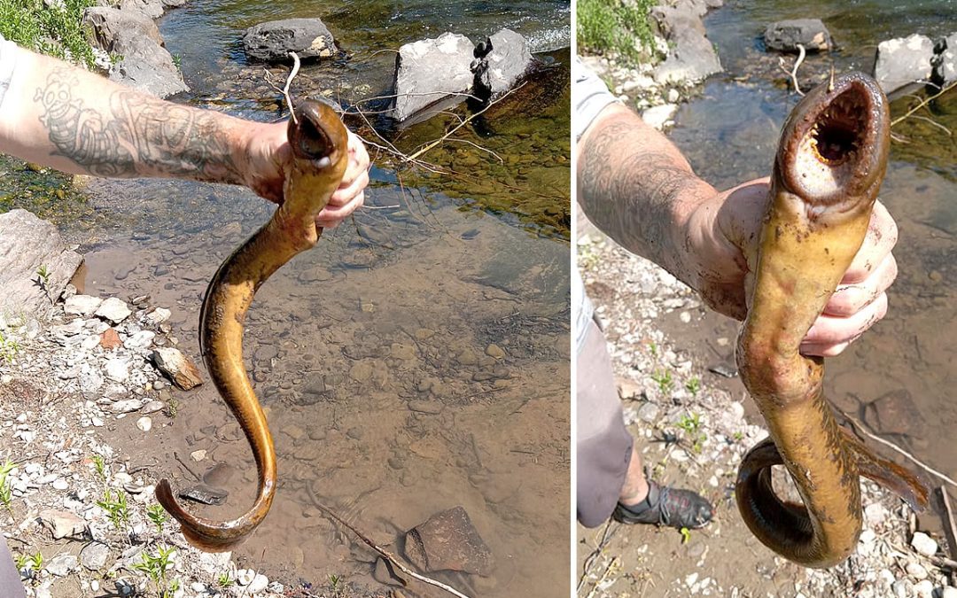 Pescador encuentra una criatura marina en Nueva York con una “boca” muy extraña