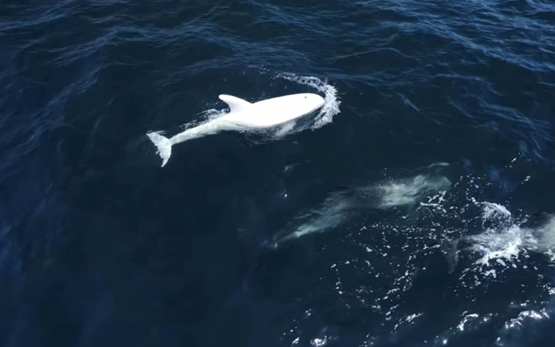 Raro delfín blanco aparece en la bahía de Monterrey en California